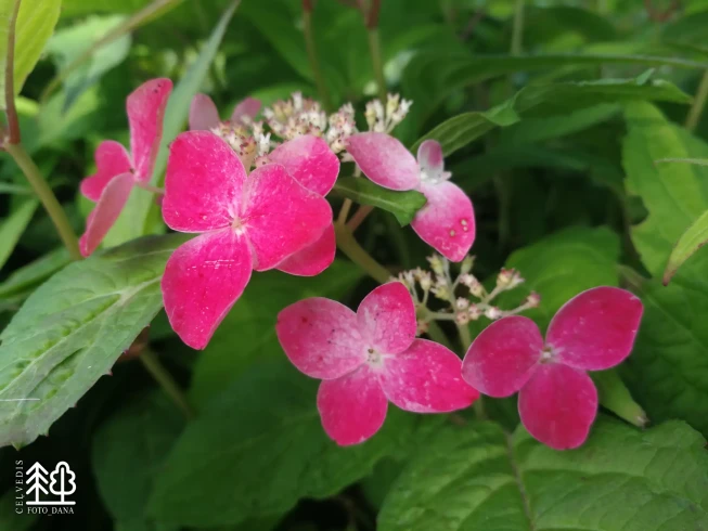 Hydrangea serrata   'Kurenai'